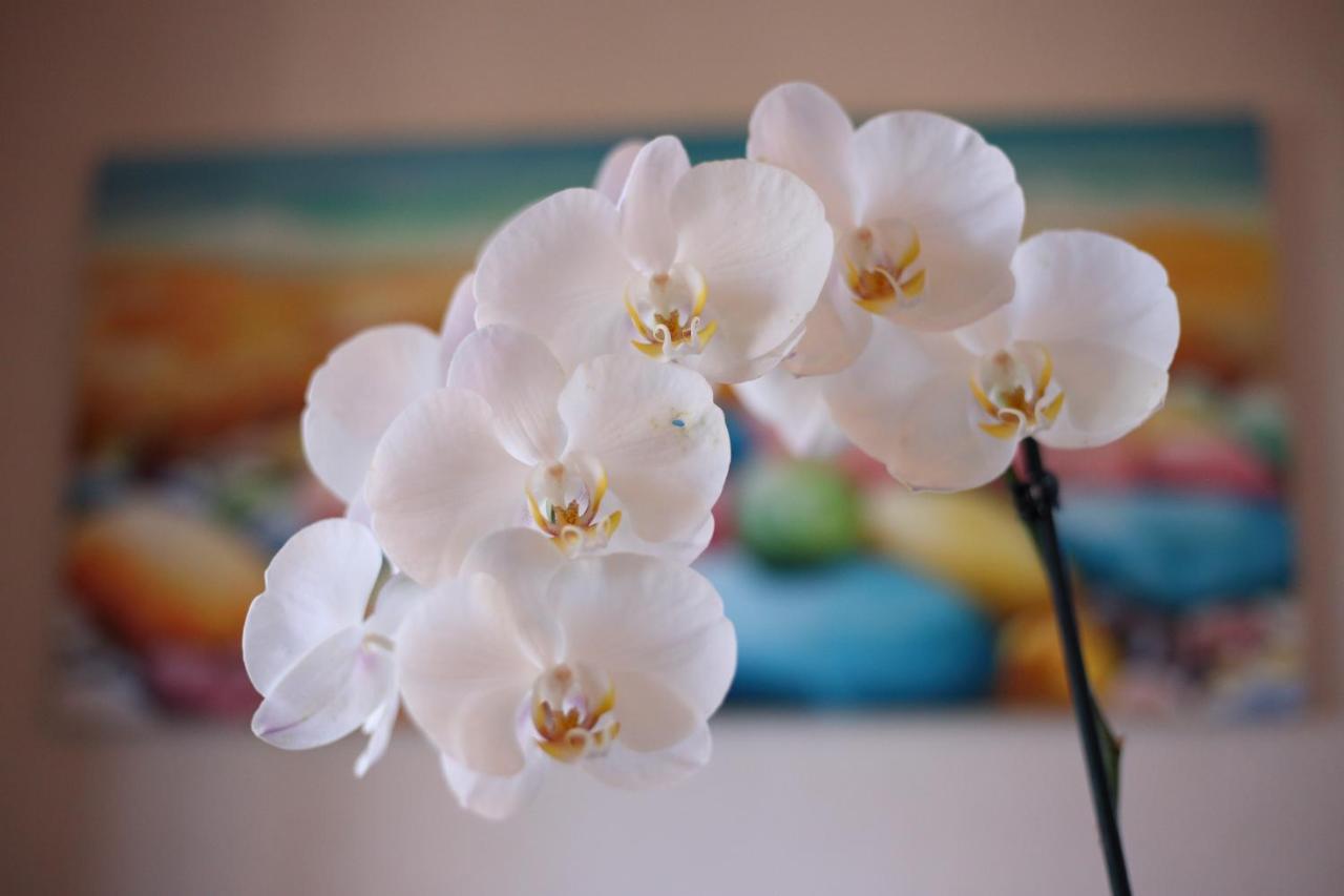 B&B Villa Orchidea Ricadi Buitenkant foto