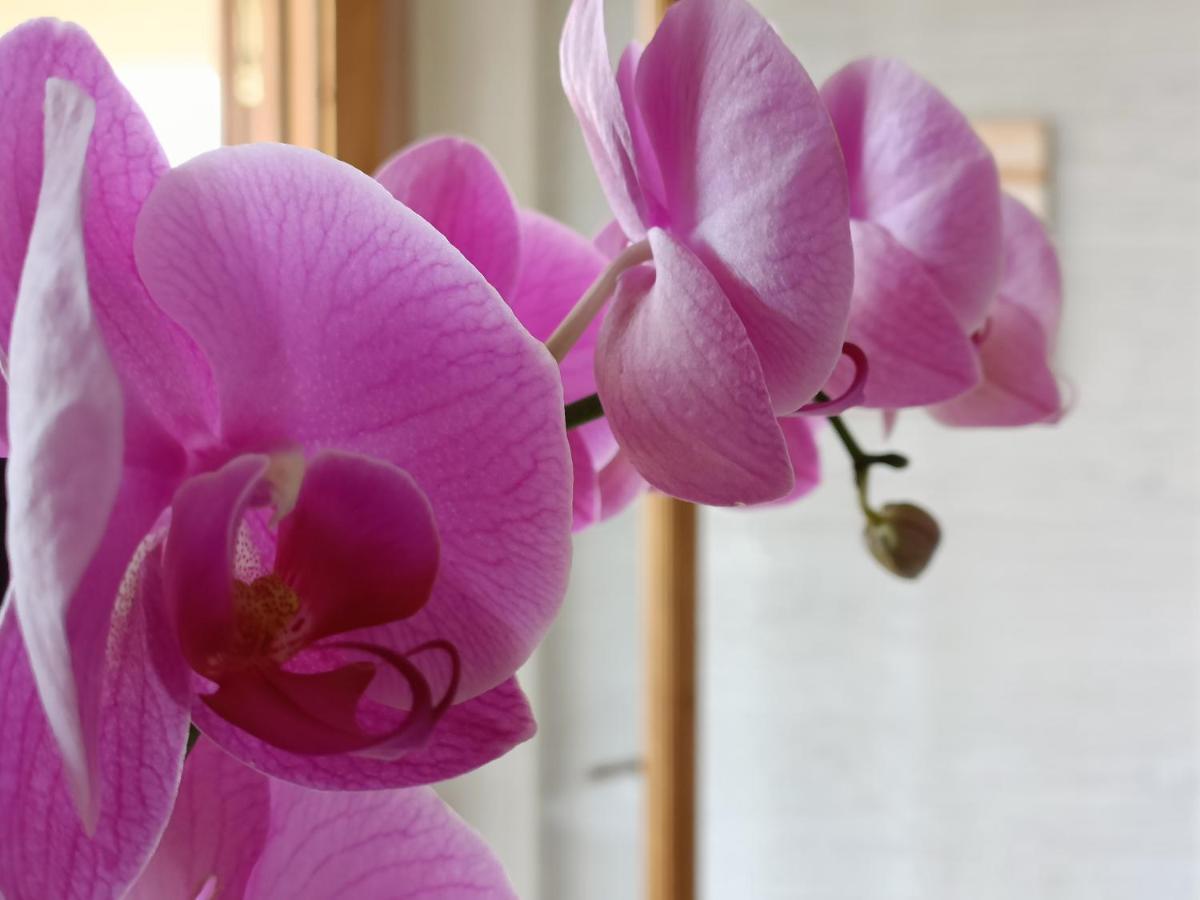 B&B Villa Orchidea Ricadi Buitenkant foto